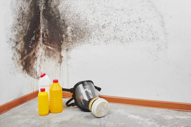 Professional Mold Removal in Redwood City, CA
