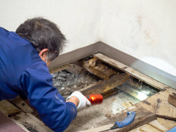 Best Black Mold Removal  in Redwood City, CA