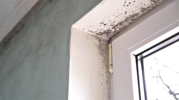 Redwood City, CA Mold Removal Pros