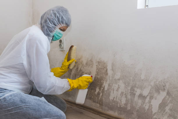 Best Fast Mold Removal  in Redwood City, CA