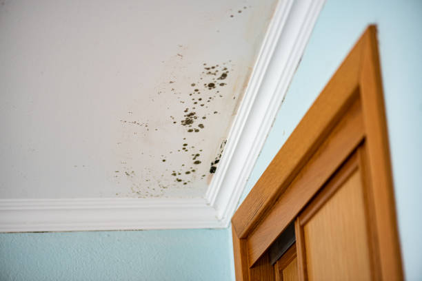 Best Best Mold Removal Companies  in Redwood City, CA