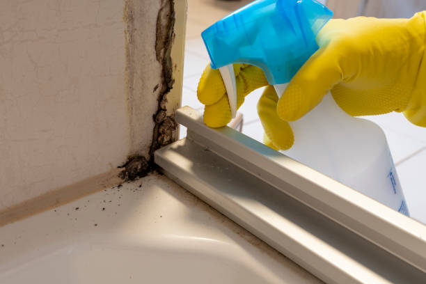 Best Commercial Mold Removal  in Redwood City, CA