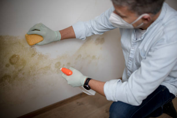 Reliable Redwood City, CA Mold Removal Solutions