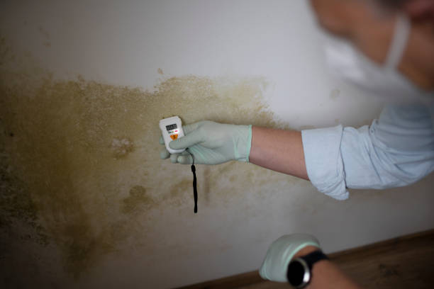 Best Residential Mold Removal  in Redwood City, CA