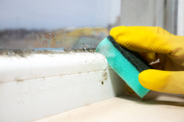 Best Certified Mold Removal  in Redwood City, CA