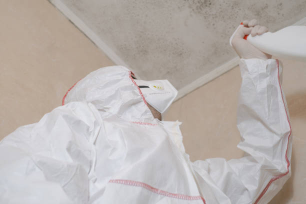 Best Best Mold Removal Companies  in Redwood City, CA