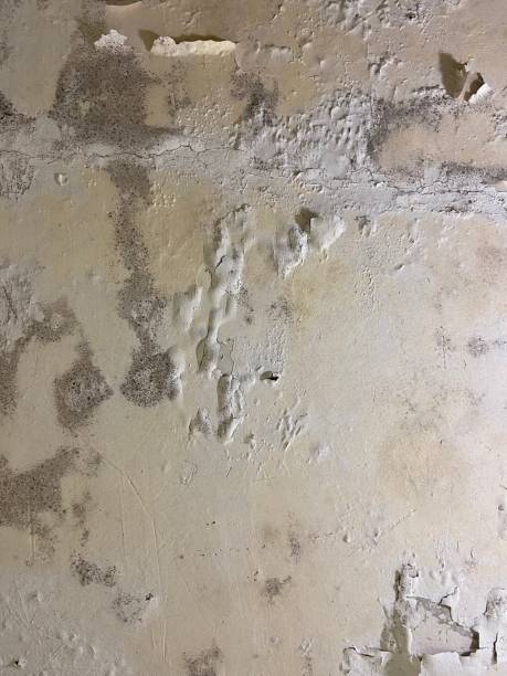 Best Same-Day Mold Removal  in Redwood City, CA