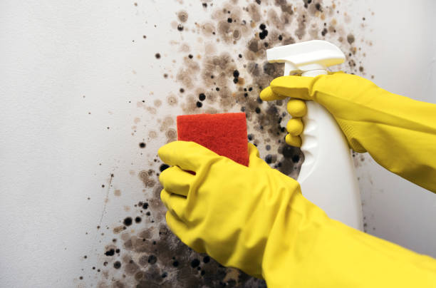 Best Mold Removal Near Me  in Redwood City, CA