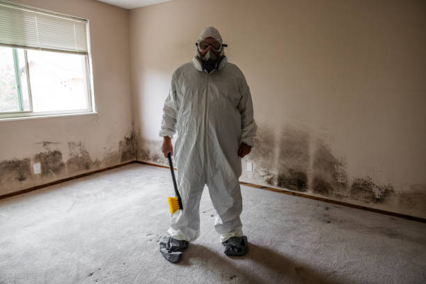 Best Mold Removal Company Near Me  in Redwood City, CA