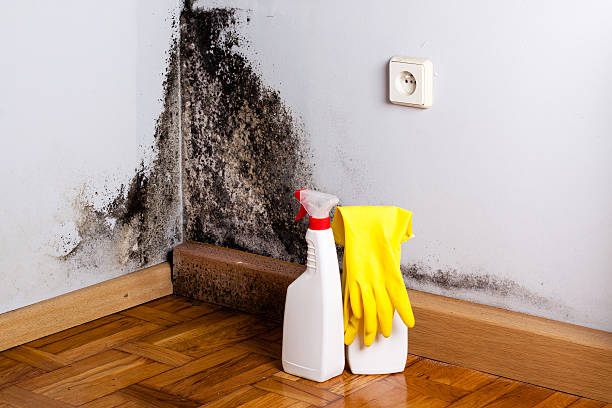 Best Mold Remediation Experts  in Redwood City, CA