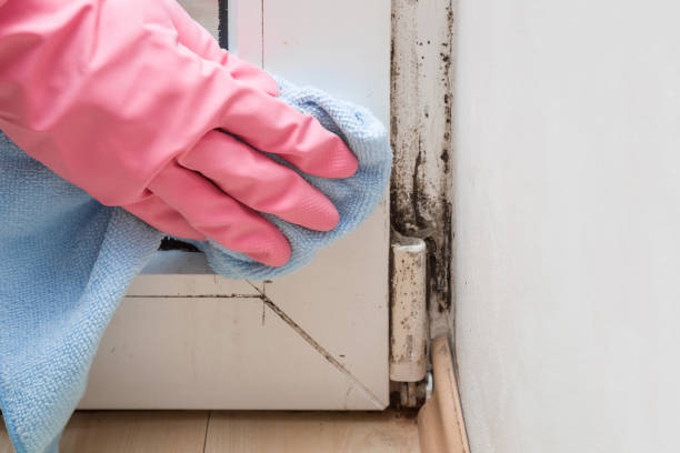 Mold Removal and Inspection in Redwood City, CA