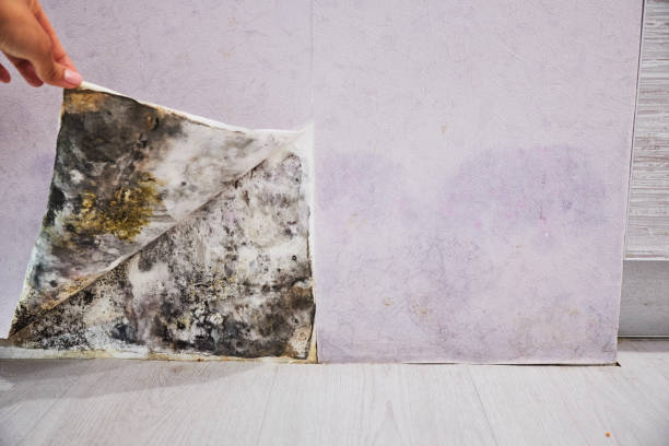 Best Affordable Mold Removal  in Redwood City, CA